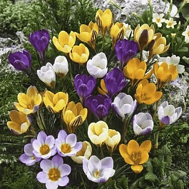 Крокус смесь