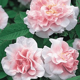 Роза канадская парковая Martin Frobisher