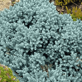 Можжевельник чешуйчатый Blue Star