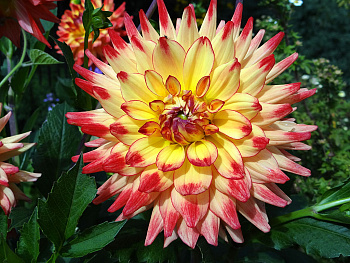 Георгина Кактусовая Мерлуза