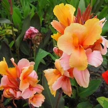 Канна карликовая Энджел Мартин