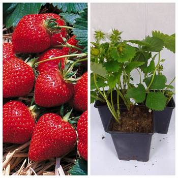 Земляника садовая Фурор НАБОР 3ШТ