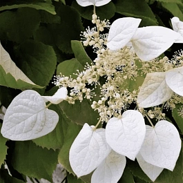 Схизофрагма гортензиевидная Moonlight