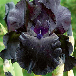 Ирис бородатый Блэк Вотч