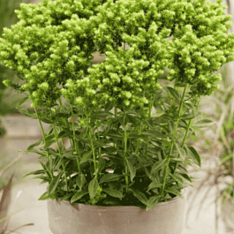 Флокс метельчатый Green Lion