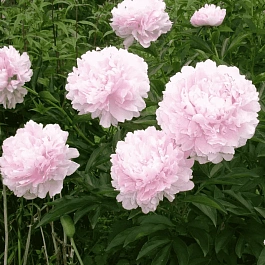 Пион Молочноцветковый Martha Bulloch