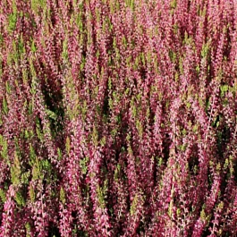 Вереск обыкновенный Angie