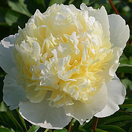 Пион травянистый Лаура Десерт