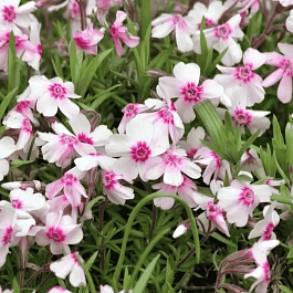 Флокс шиловидный Coral Eye