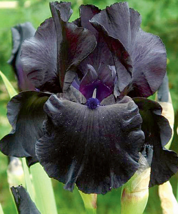 Ирис бородатый Блэк Вотч