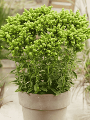 Флокс метельчатый Green Lion