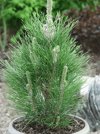 Сосна чёрная Green Rocket