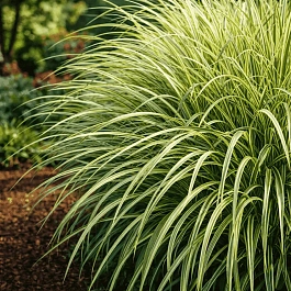 Мискантус китайский Variegatus