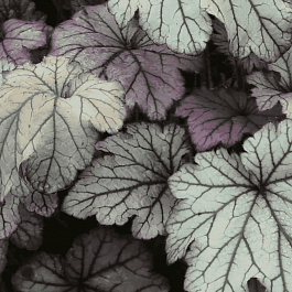 Гейхера Spellbound