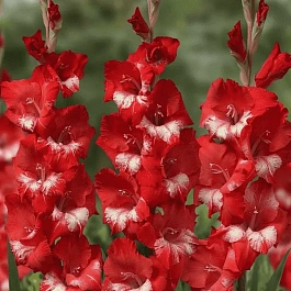 Гладиолус  Helvetia