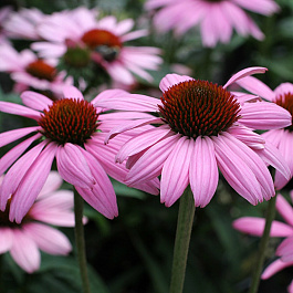 Эхинацея пурпурная Прейри Сплендор Дип Роуз НАБОР 2ШТ (1+1)