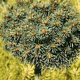 Ель колючая Little Globe на штамбе 40 см