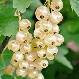 Смородина Голландская белая