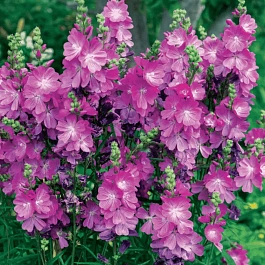 Сидальцея мальвоцветковая Party Girl