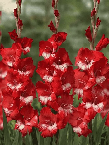 Гладиолус  Helvetia