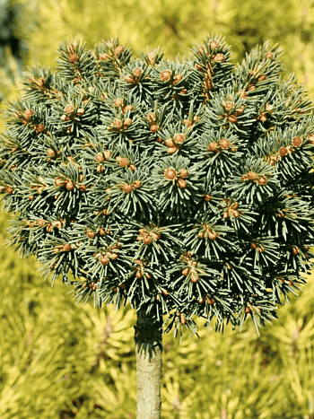 Ель колючая Little Globe на штамбе 40 см