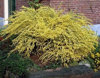 Ракитник ранний Allgold