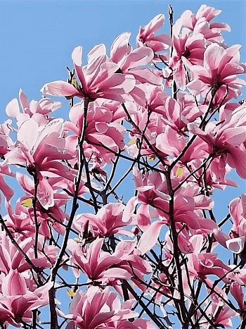 Магнолия гибридная Galaxy