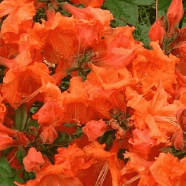 Азалия гибридная  Bakkarat