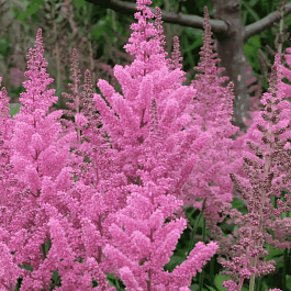 Астильба китайская Visions in Pink