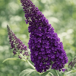 Буддлея давида African Queen