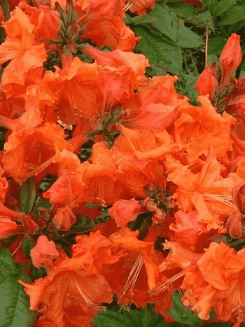 Азалия гибридная  Bakkarat