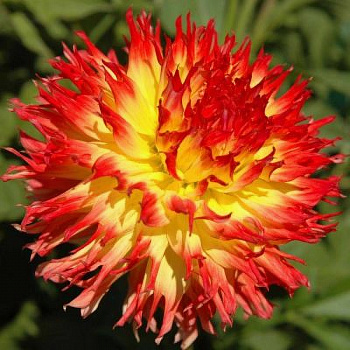 Георгина Бахромчатая Пайнлендс Пэм