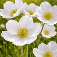 Анемона лесная Snow White