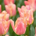 Тюльпан Passio Sweet