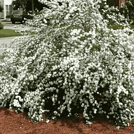 Спирея сливолистная