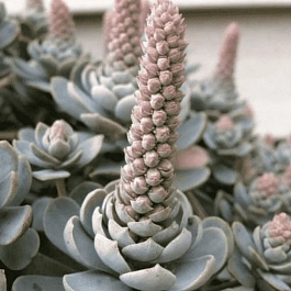 Горноколосник Chinese Hat