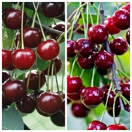 Дерево-сад (3-4х летка) вишня 2 сорта Метеор-Тургеневка