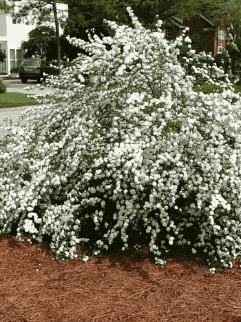 Спирея сливолистная