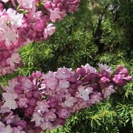 Сирень обыкновенная Ольга Берггольц