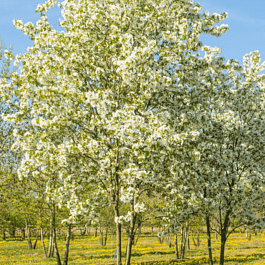 Яблоня декоративная Street Parade