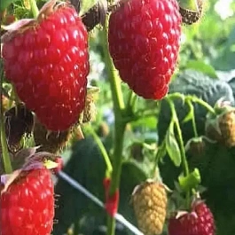 Малина ремонтантная Majestic