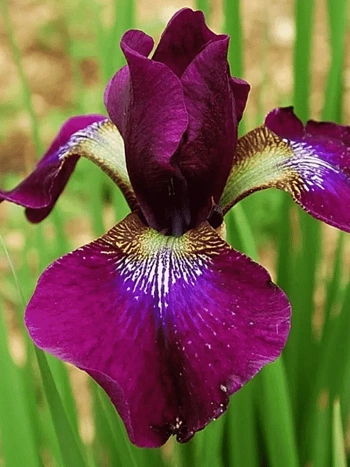 Ирис сибирский Hubbard