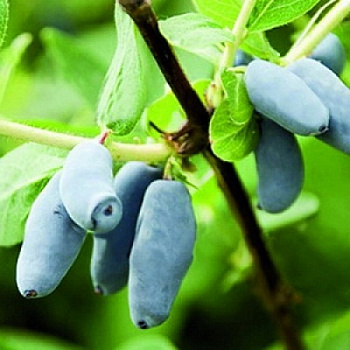 Жимолость съедобная Фианит Жимолость съедобная Фианит