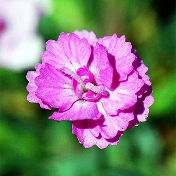 Гвоздика гратианополитанская (серо-голубая) Pink Jewel