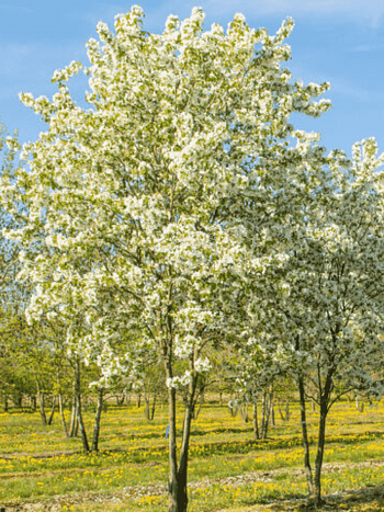 Яблоня декоративная Street Parade