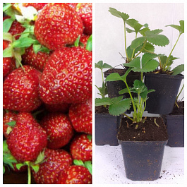 Земляника садовая Сассетт НАБОР 5ШТ