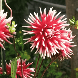 Георгина Pfitzers Joker