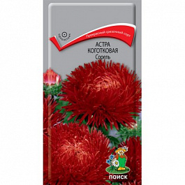 Астра коготковая Сорель
