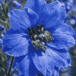 Дельфиниум  культурный Pacific Giant Blue Jay