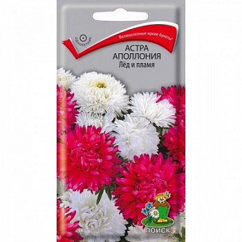 Астра Аполлония Лед и пламя